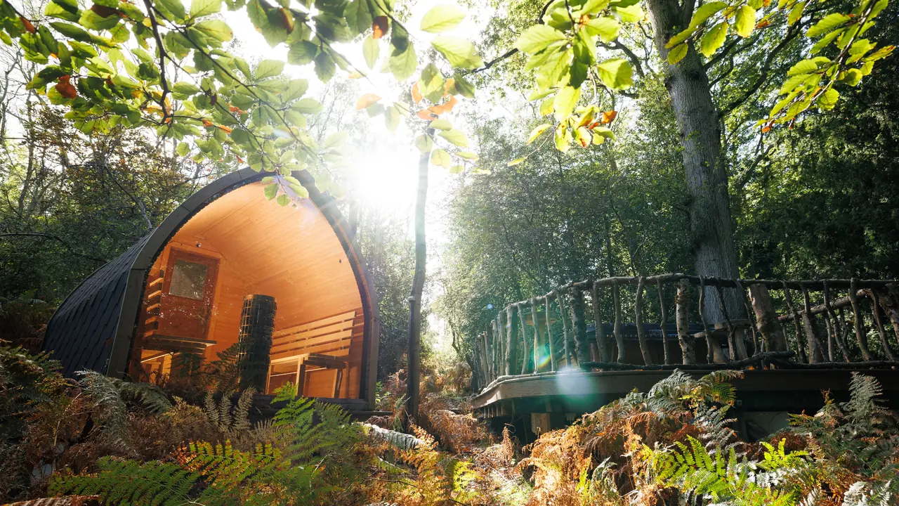 Golden-hour sun through the canopy over a glamping pod and treehouse deck among the ferns