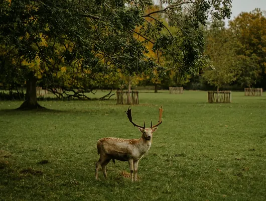 A fallow deer standing among the trees in the Oxfordshire parkland at Cedar Hollow
