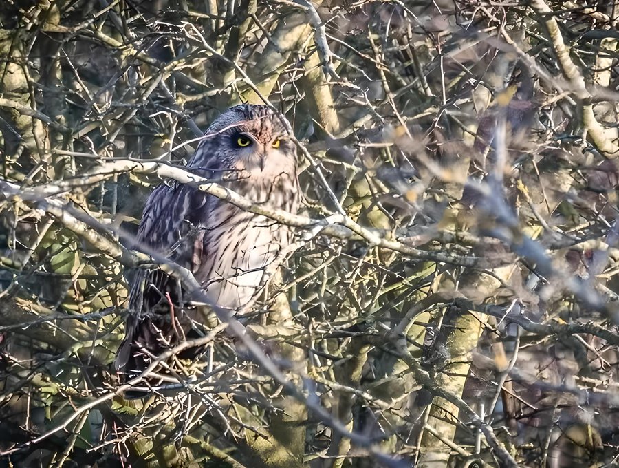 An owl in the woodland
