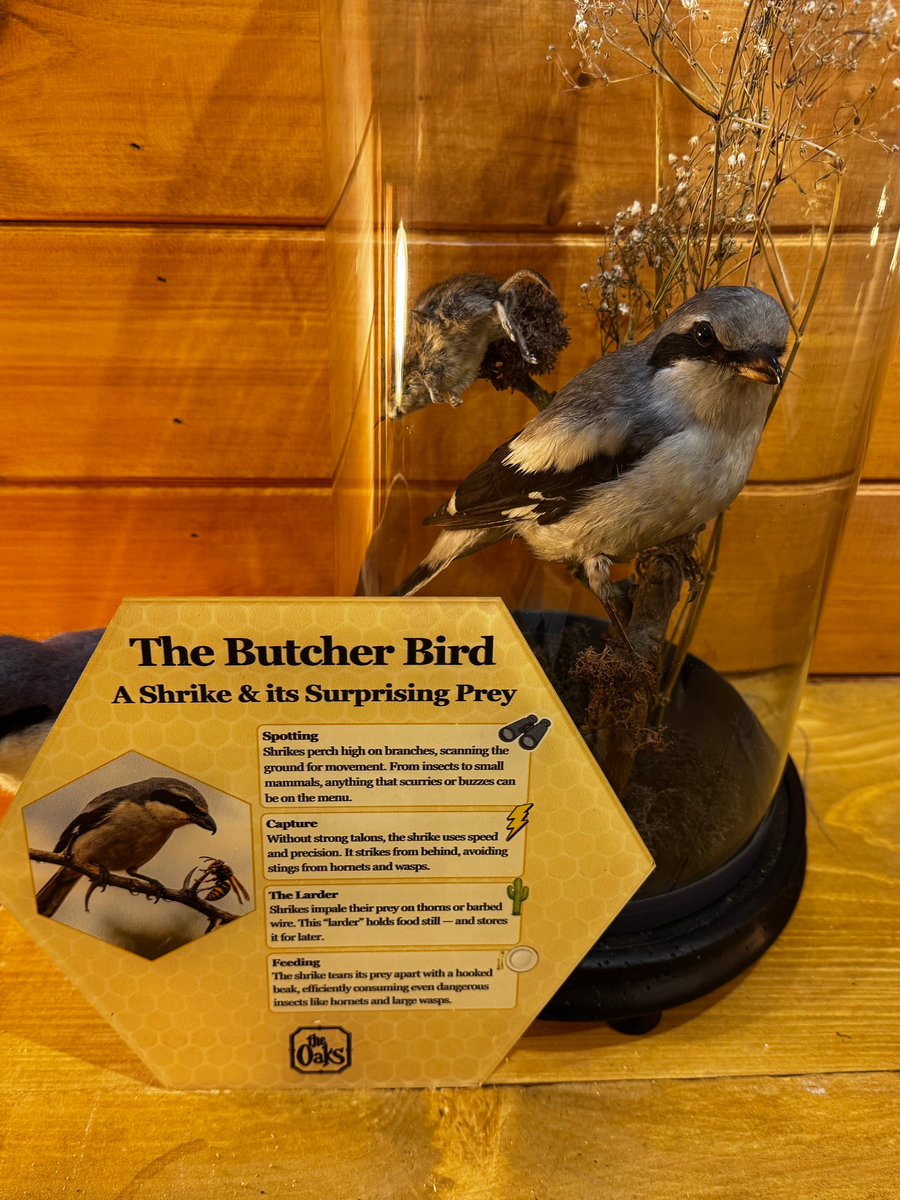 The butcher bird taxidermy
